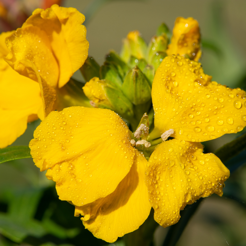 WallFlower Yellow - Garden Ready 10.5cm Plants