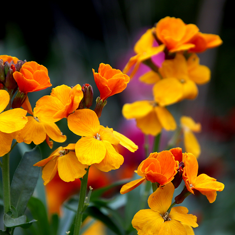 WallFlower Orange - Garden Ready 10.5cm Plants