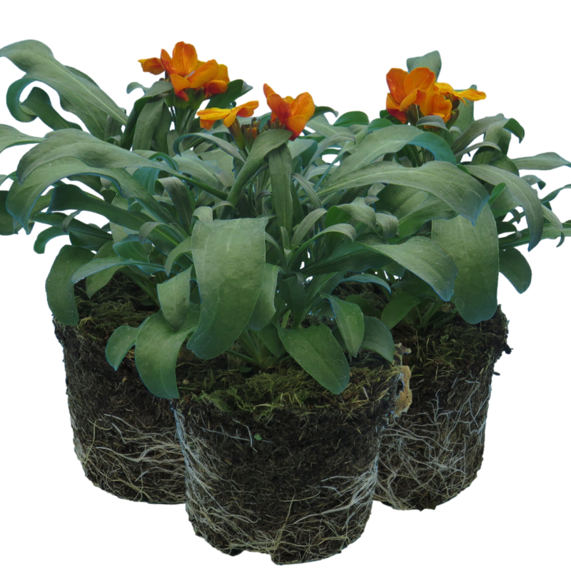 WallFlower Orange - Garden Ready 10.5cm Plants