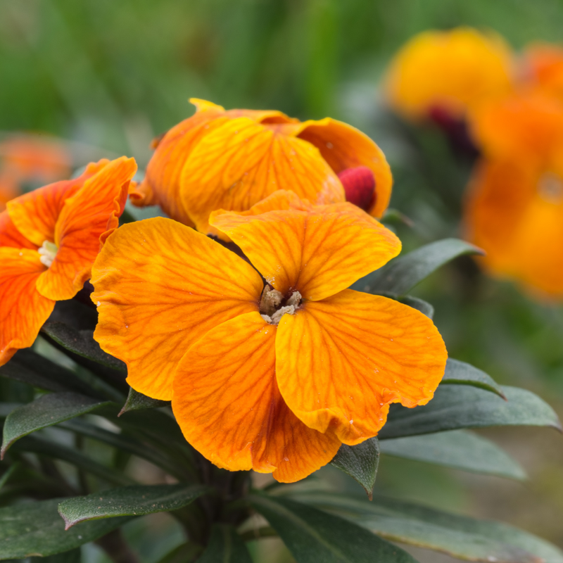 WallFlower Orange - Garden Ready 10.5cm Plants
