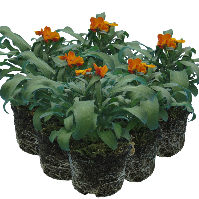WallFlower Orange - Garden Ready 10.5cm Plants