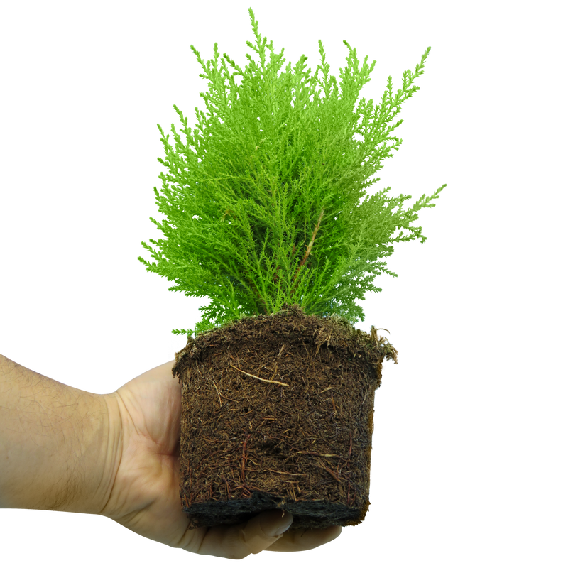 Container Middles Plants - Cupressus Wilma, Cordyline Red Star & Hebe Variegata