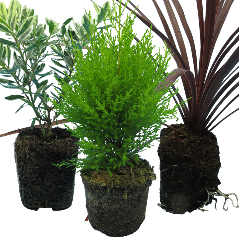 Container Middles Plants - Cupressus Wilma, Cordyline Red Star & Hebe Variegata
