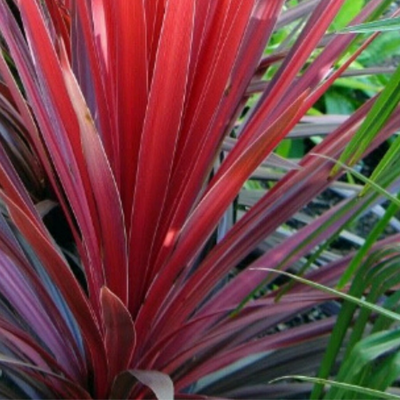 Container Middles Plants - Cupressus Wilma, Cordyline Red Star & Hebe Variegata