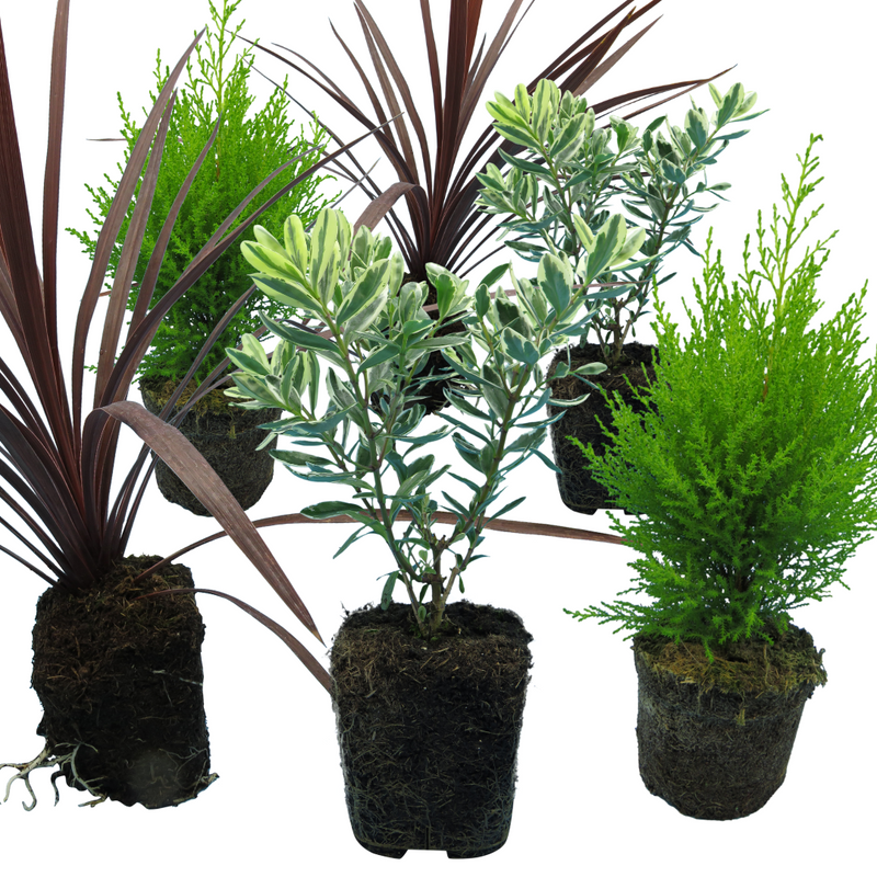 Container Middles Plants - Cupressus Wilma, Cordyline Red Star & Hebe Variegata