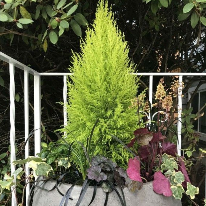 Large Plants - Cupressus Wilma, Ready to Plant in Your Garden, Peat-Free