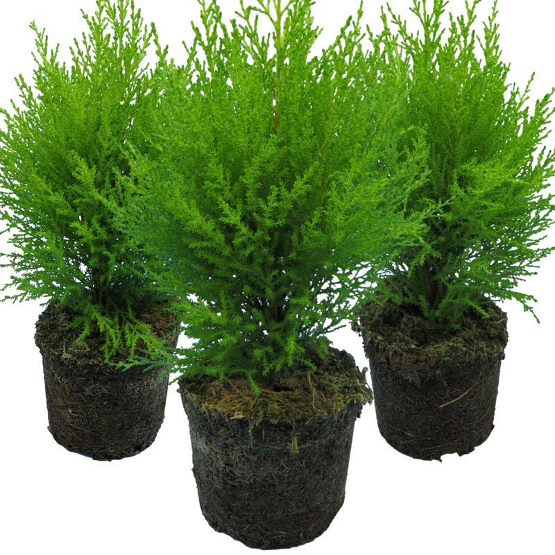 Large Plants - Cupressus Wilma, Ready to Plant in Your Garden, Peat-Free