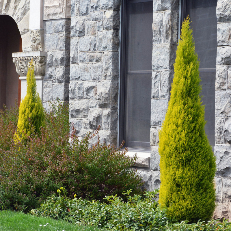 Large Plants - Cupressus Wilma, Ready to Plant in Your Garden, Peat-Free