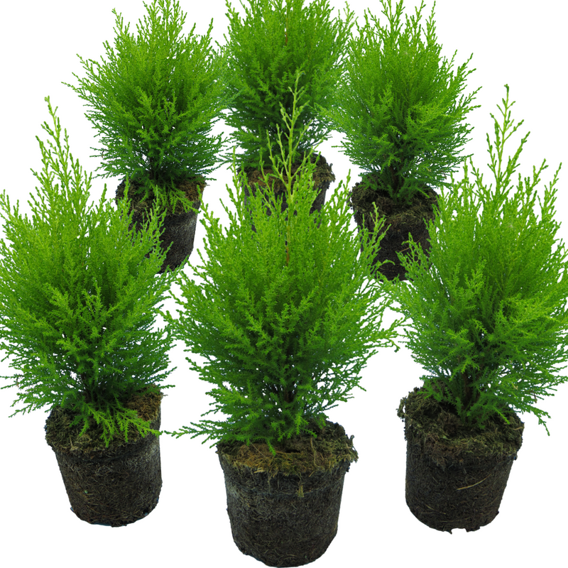 Large Plants - Cupressus Wilma, Ready to Plant in Your Garden, Peat-Free