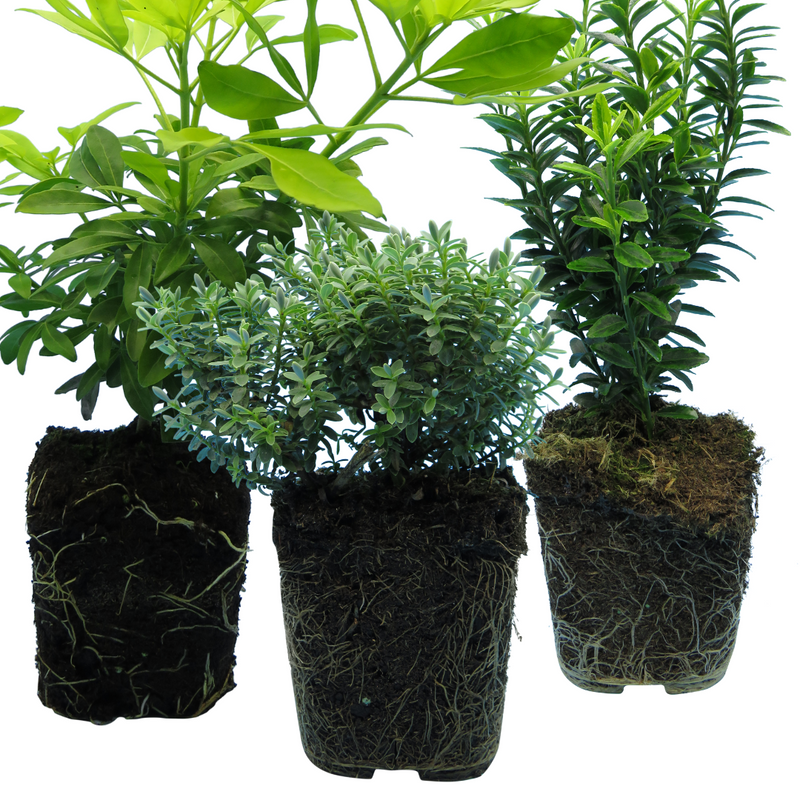 Mix of Large, Evergreen Shrubs - Euonymus, Choysia & Hebe, Garden Ready