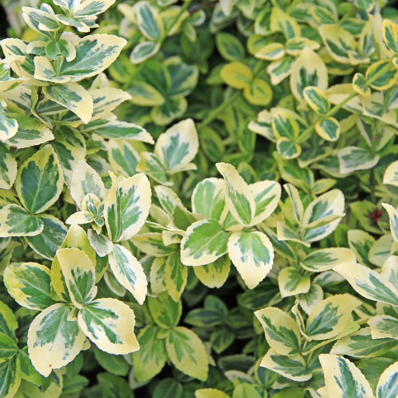 Mix of Large, Evergreen Shrubs - Euonymus, Choysia & Hebe, Garden Ready