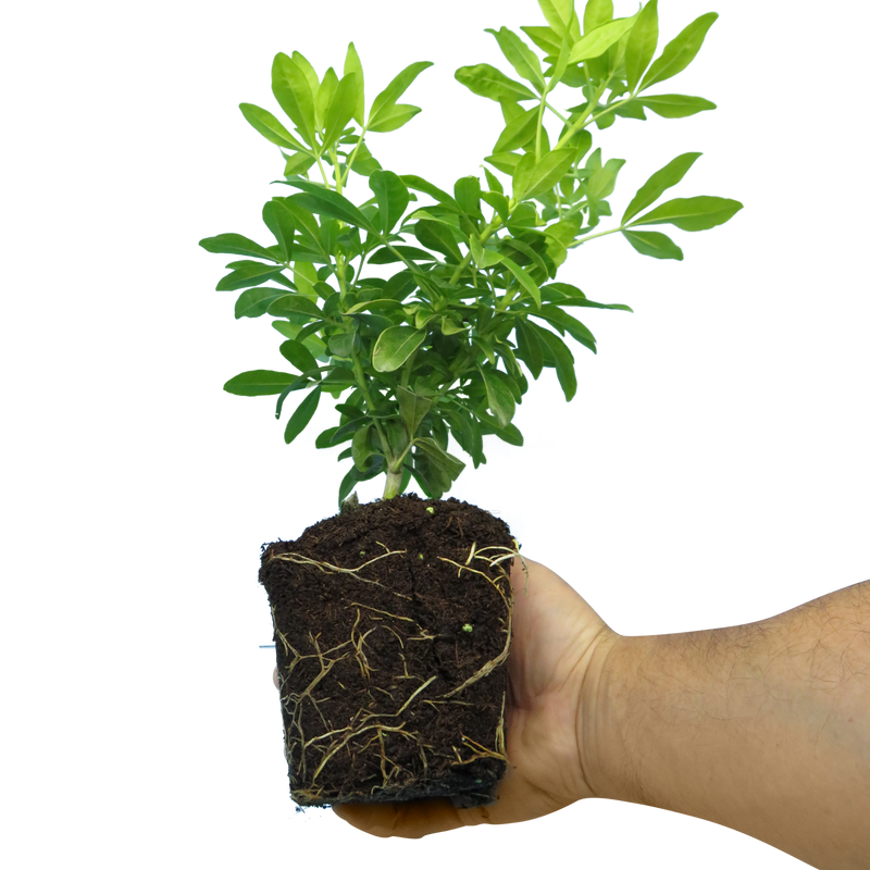 Mix of Large, Evergreen Shrubs - Euonymus, Choysia & Hebe, Garden Ready