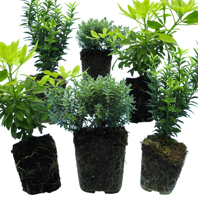 Mix of Large, Evergreen Shrubs - Euonymus, Choysia & Hebe, Garden Ready