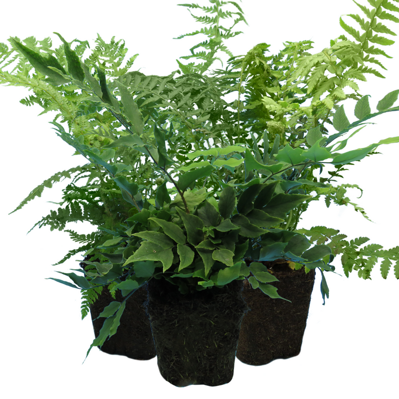Mix of Large, Garden-Ready Plants - Hardy Ferns: Shield, Holly & Male Ferns