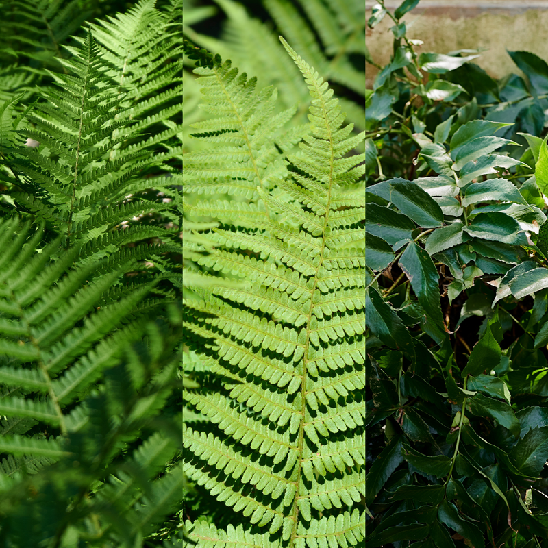 Mix of Large, Garden-Ready Plants - Hardy Ferns: Shield, Holly & Male Ferns