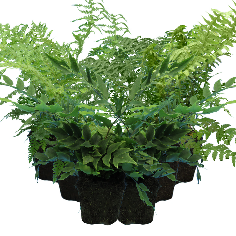 Mix of Large, Garden-Ready Plants - Hardy Ferns: Shield, Holly & Male Ferns