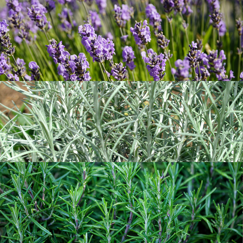 Large Aromatic Herb Collection - Lavender, Helichrysum, Rosemary
