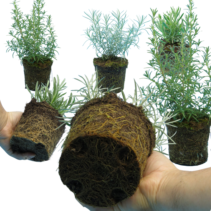 Large Aromatic Herb Collection - Lavender, Helichrysum, Rosemary