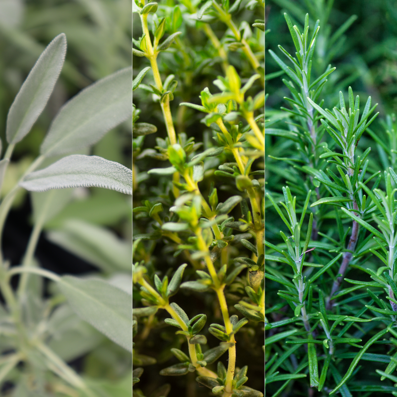 Winter Cooking Herb Collection - Sage, Thyme, Rosemary