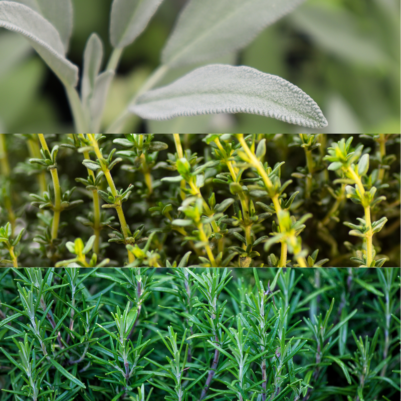 Winter Cooking Herb Collection - Sage, Thyme, Rosemary