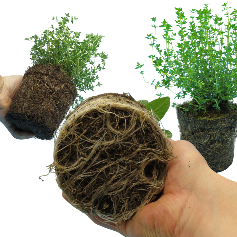 Winter Cooking Herb Collection - Sage, Thyme, Rosemary