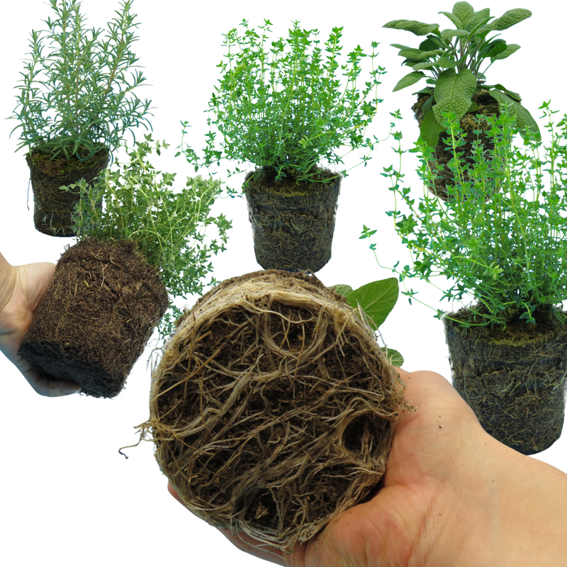 Winter Cooking Herb Collection - Sage, Thyme, Rosemary