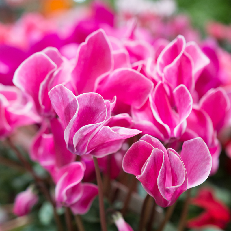 Large Cyclamen Bicolour Flame Mix - 1L Garden Ready Plants