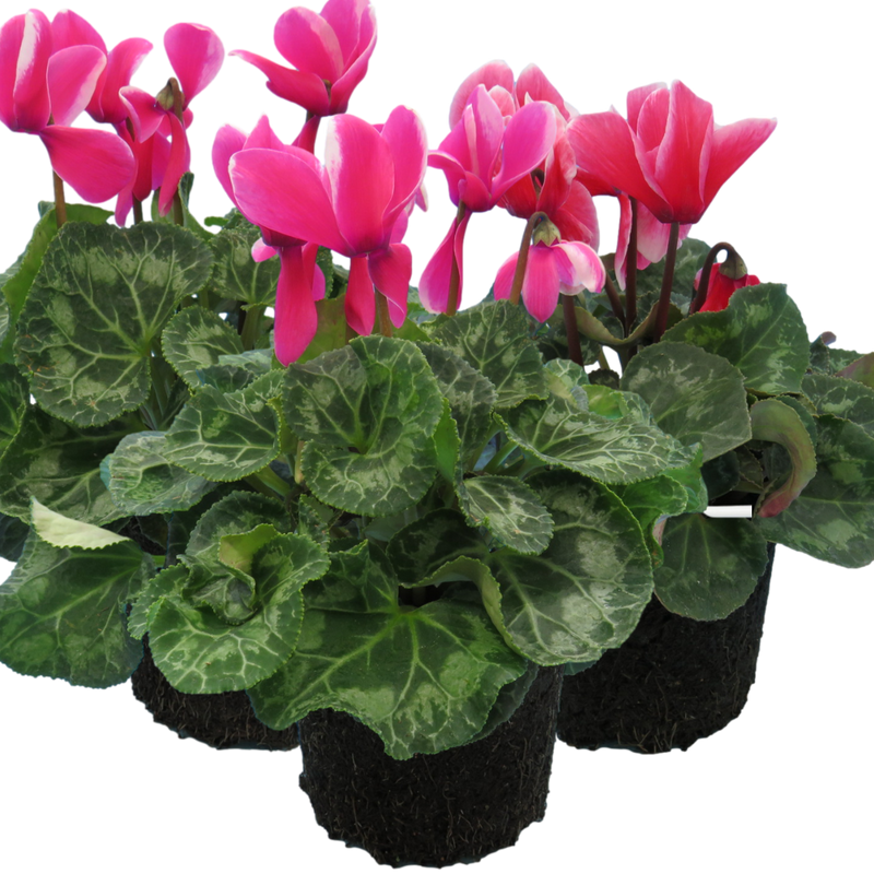 Large Cyclamen Bicolour Flame Mix - 1L Garden Ready Plants