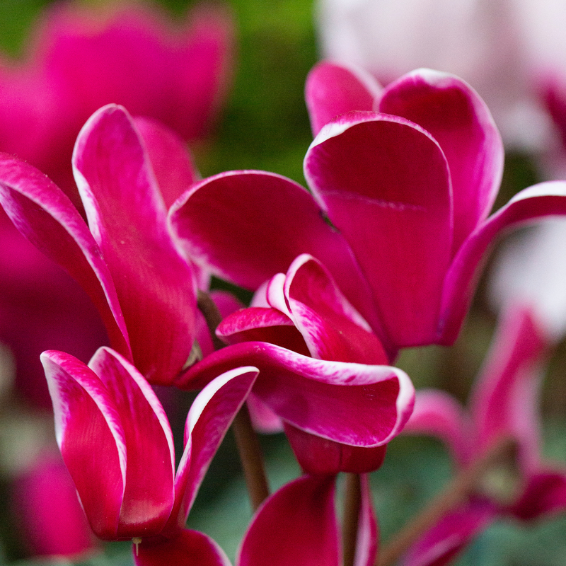 Large Cyclamen Bicolour Flame Mix - 1L Garden Ready Plants