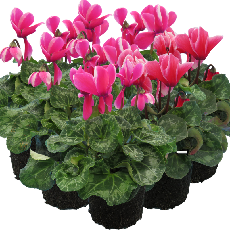 Large Cyclamen Bicolour Flame Mix - 1L Garden Ready Plants