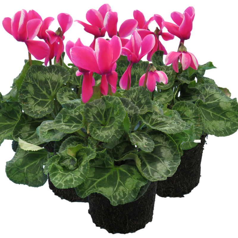 Large Cyclamen Pink Flame - 1L Garden Ready Plants