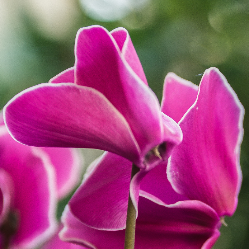 Large Cyclamen Pink Flame - 1L Garden Ready Plants