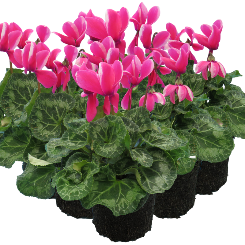 Large Cyclamen Pink Flame - 1L Garden Ready Plants