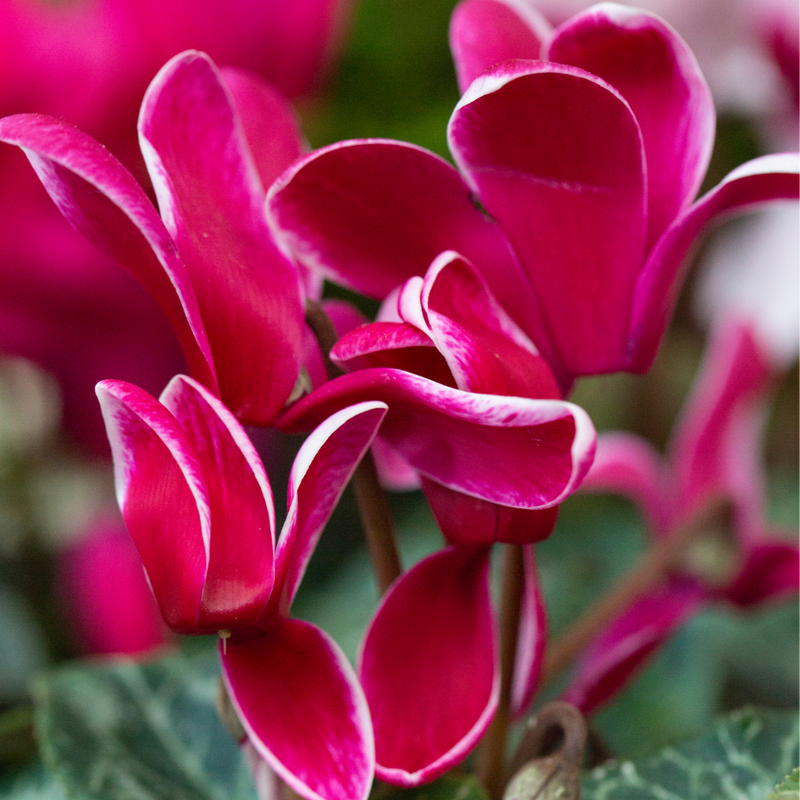 Large Cyclamen Rouge Flame - 1L Garden Ready Plants