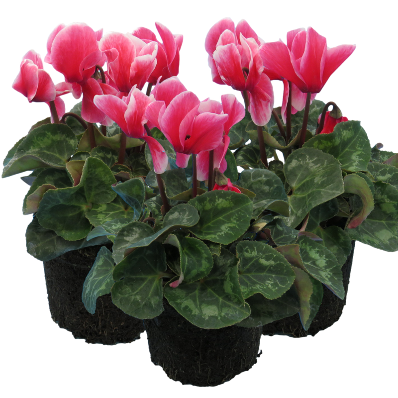 Large Cyclamen Rouge Flame - 1L Garden Ready Plants