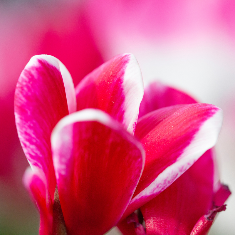 Large Cyclamen Rouge Flame - 1L Garden Ready Plants