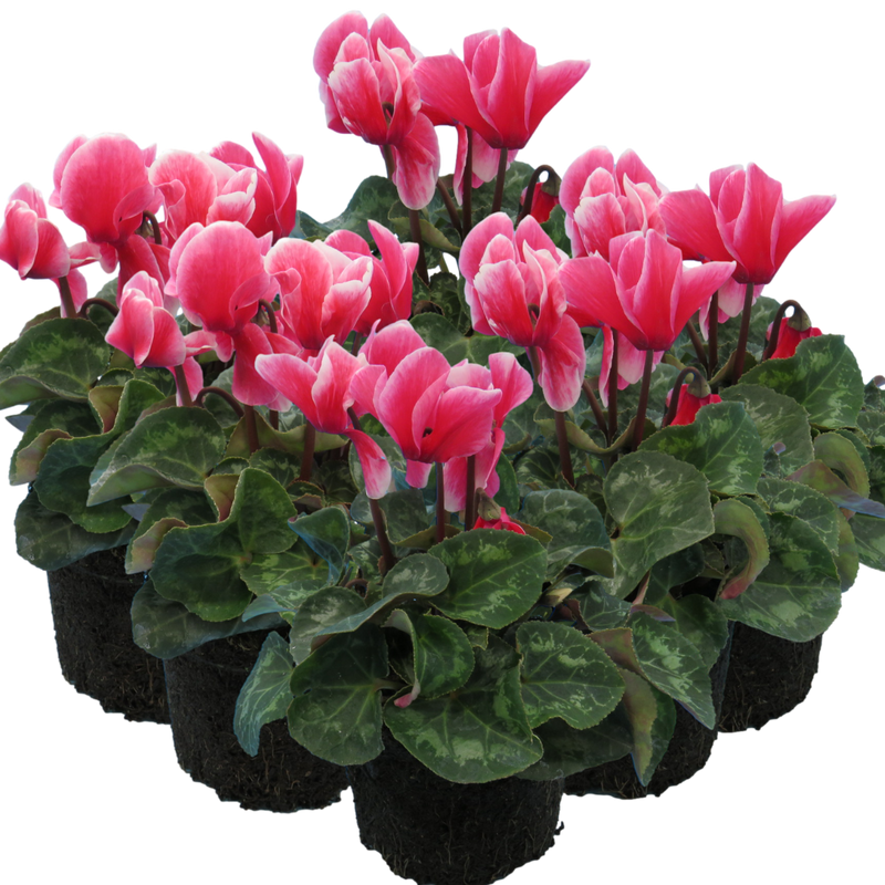 Large Cyclamen Rouge Flame - 1L Garden Ready Plants