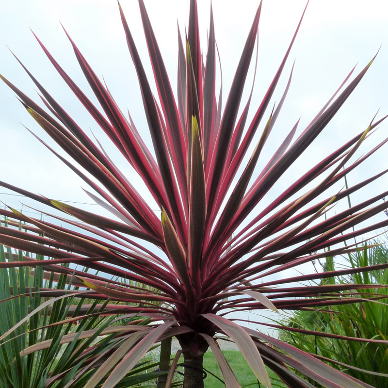 Garden-Ready Cordyline Plants - Charlie Boy