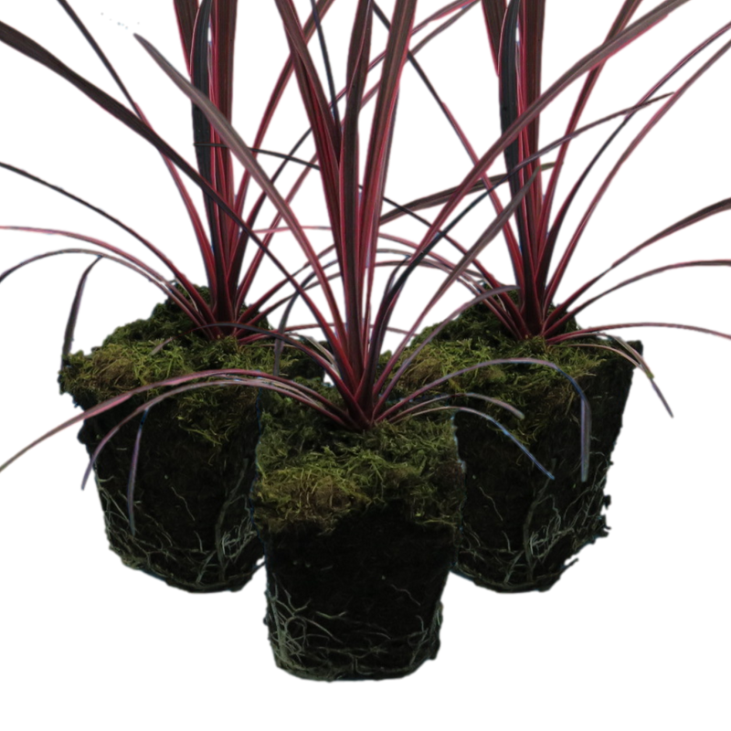 Garden-Ready Cordyline Plants - Charlie Boy