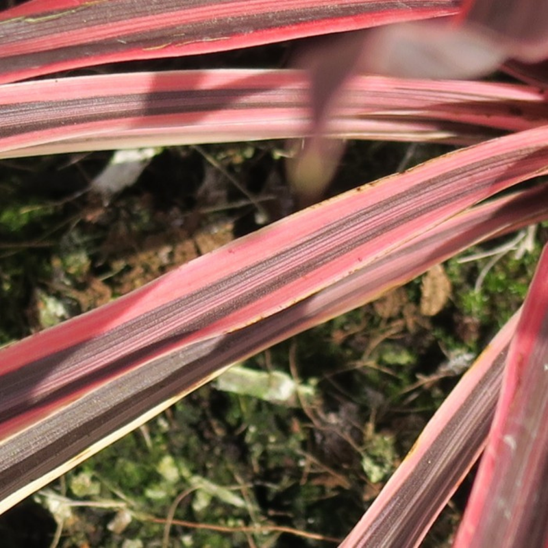 Garden-Ready Cordyline Plants - Charlie Boy