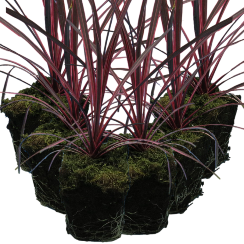 Garden-Ready Cordyline Plants - Charlie Boy