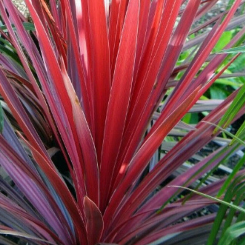 Garden-Ready Cordyline Plants - Red Star