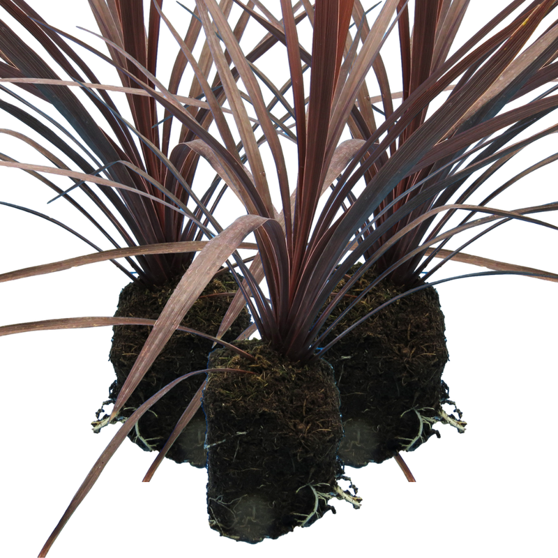 Garden-Ready Cordyline Plants - Red Star