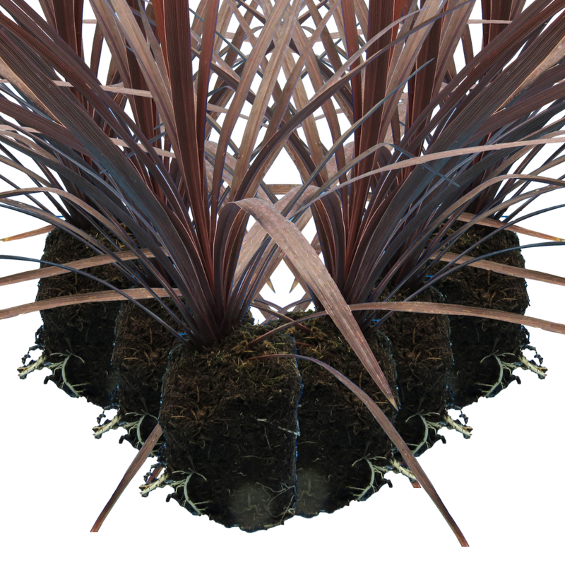 Garden-Ready Cordyline Plants - Red Star