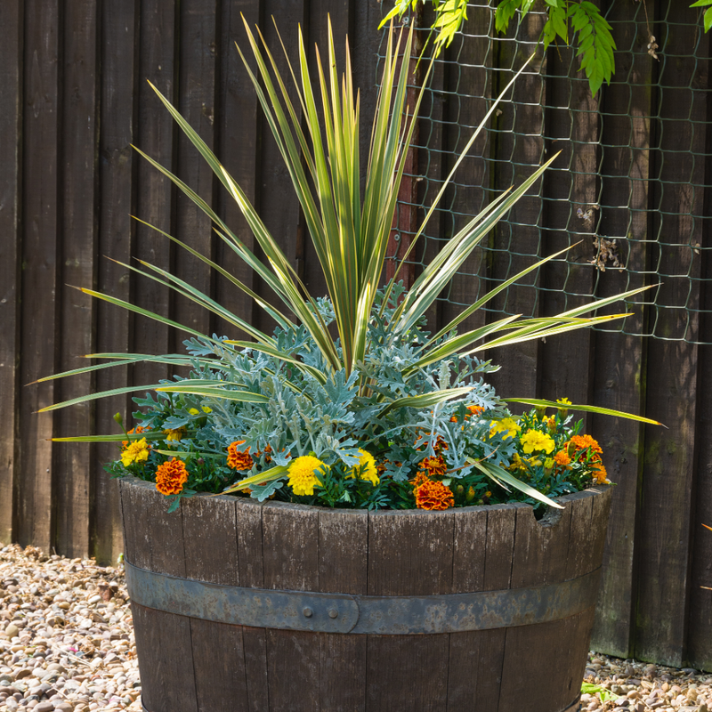 Garden-Ready Cordyline Plants - Torbay Dazzler