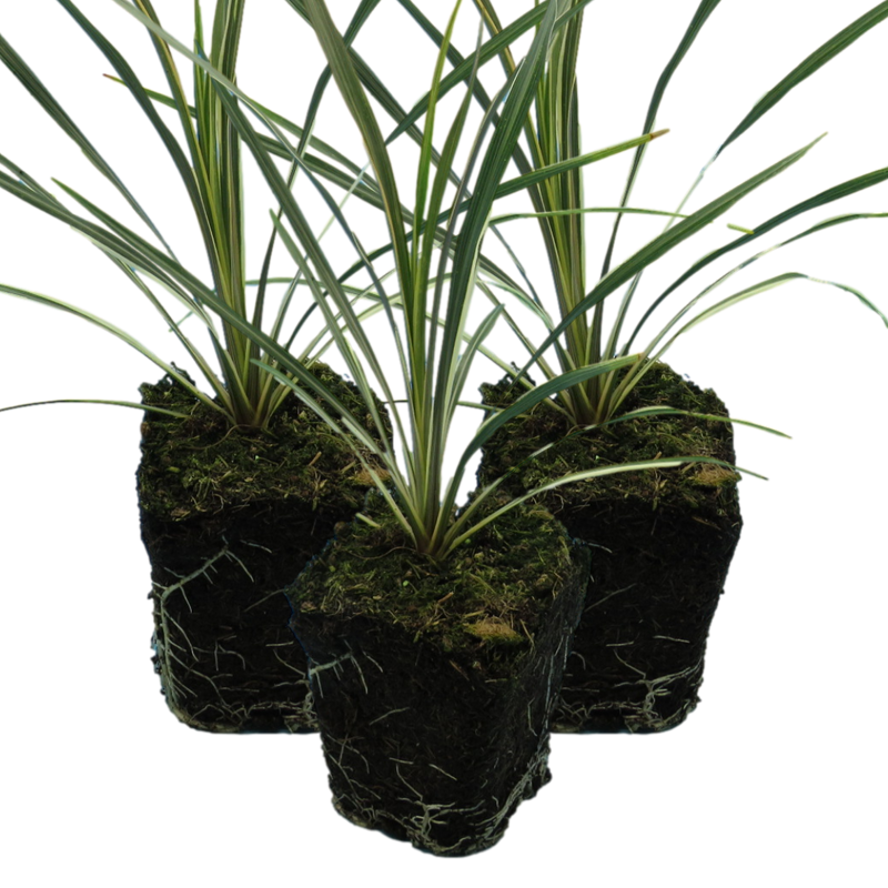 Garden-Ready Cordyline Plants - Torbay Dazzler