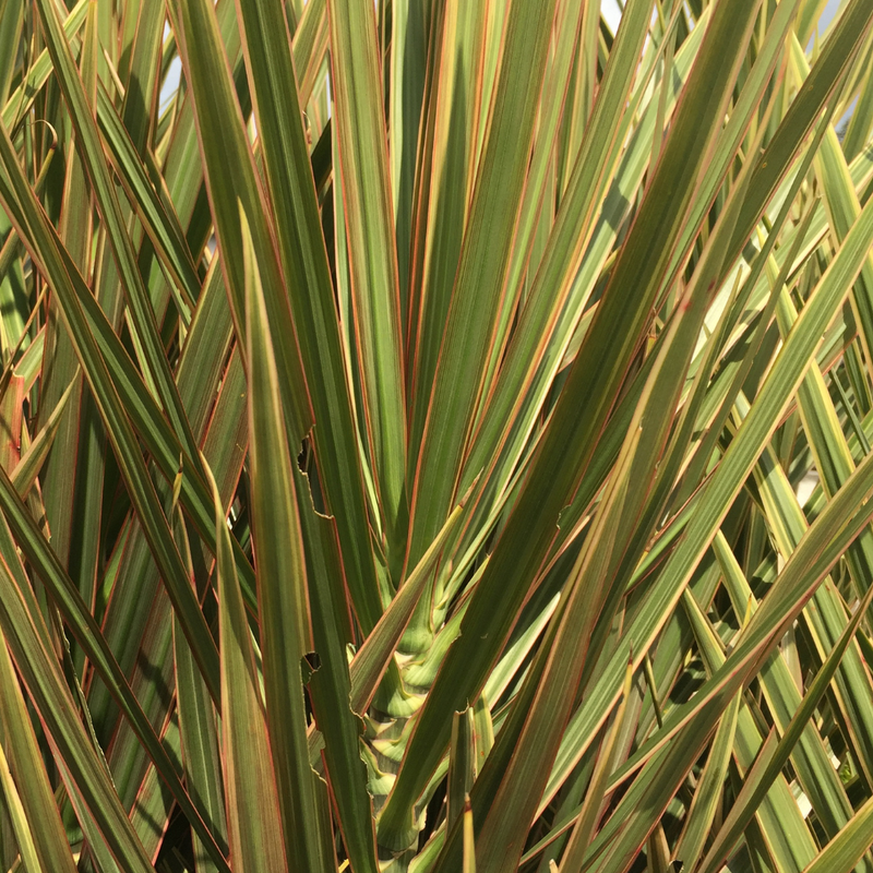 Garden-Ready Cordyline Plants - Torbay Dazzler