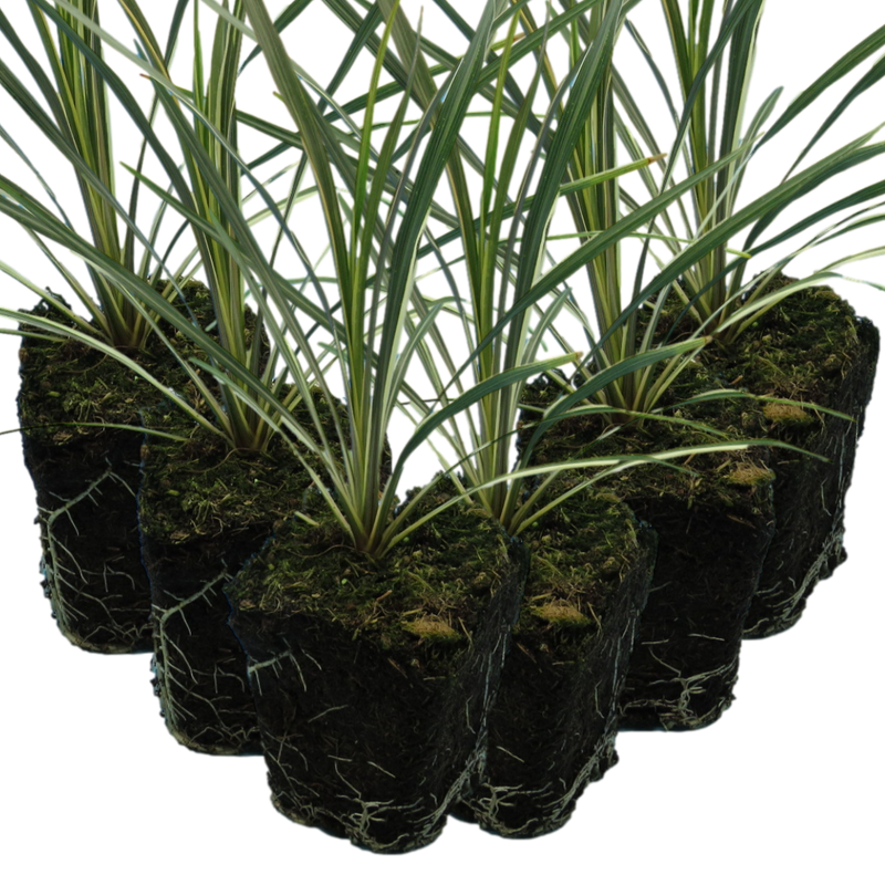 Garden-Ready Cordyline Plants - Torbay Dazzler