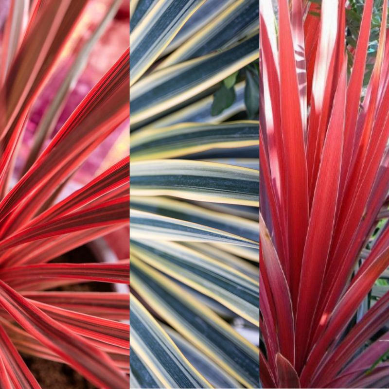 Garden-Ready Cordyline Plants - Red Star, Charlie Boy & Torbay Dazzler Mix