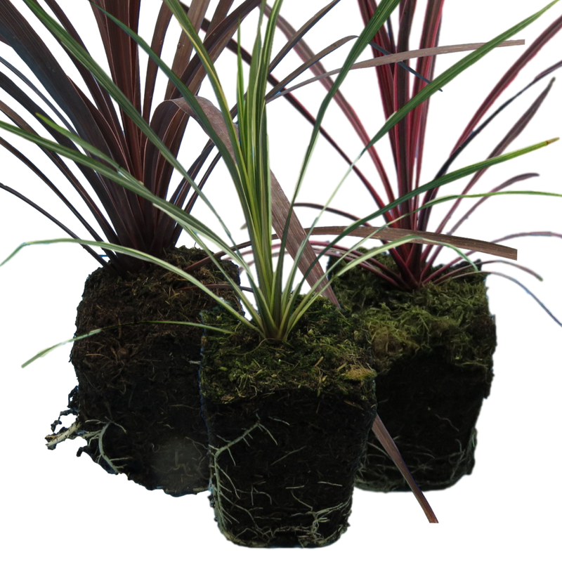 Garden-Ready Cordyline Plants - Red Star, Charlie Boy & Torbay Dazzler Mix